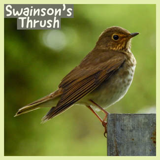 Swainson's Thrush